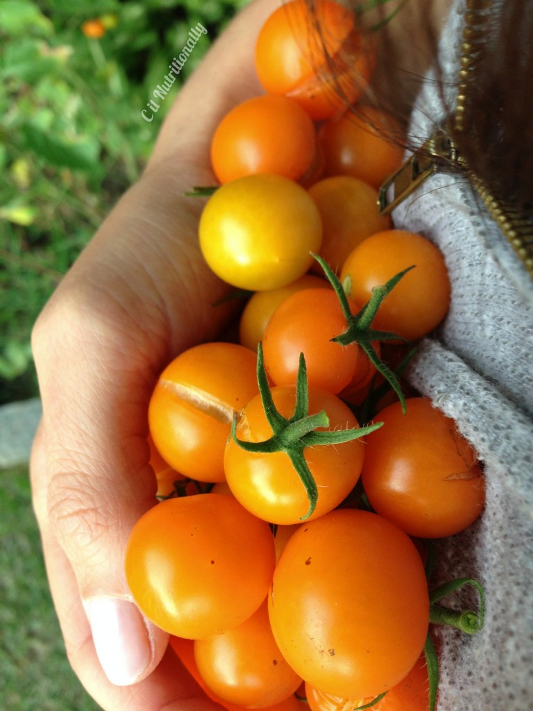 Sungold tomatoes in hand