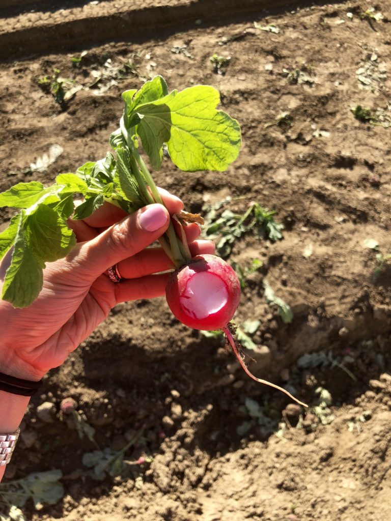 5 Things You May Not Know About Organic Farming + My Adventure to the Cal-Organic Farms | C it Nutritionally by Chelsey Amer, MS, RDN, CDN